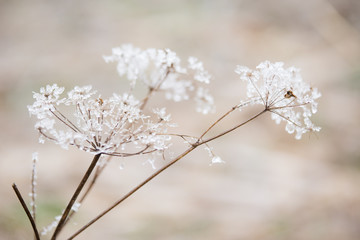 Papier peint photo  Queen anne's lace flowers covered in beautiful, icy, white frost  © Jolene
