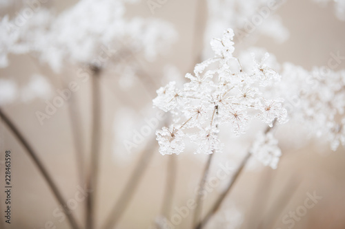 Queen anne's lace flowers covered in beautiful, icy, white frost