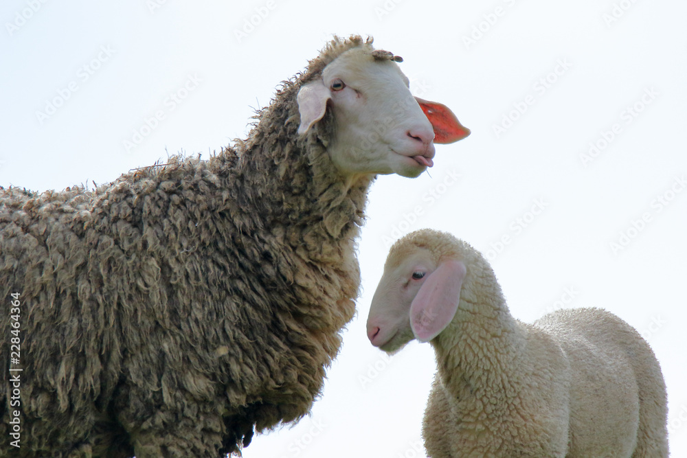 Obraz premium Muttertier und ihr Lamm