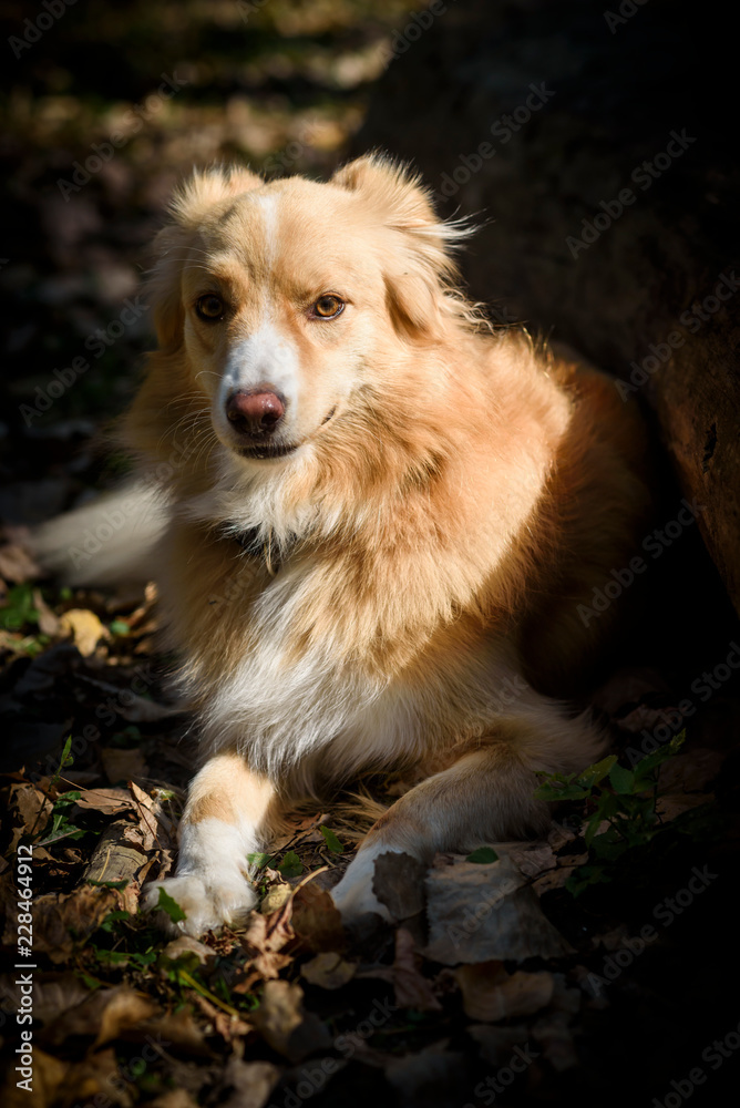 Portrait of beautiful cur dog