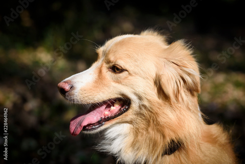 Cute orange cur dog