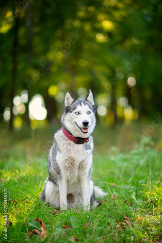 Smiling Husky dog sitting on the grass in the autumn park