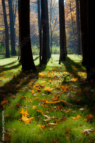Fototapeta Naklejka Na Ścianę i Meble -  Mystical autumn forest.