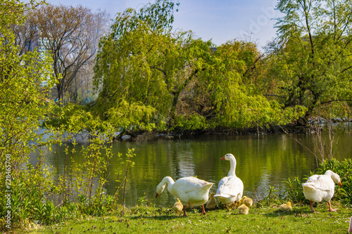 Geese on river bank
