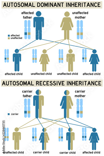 genetics inheritance