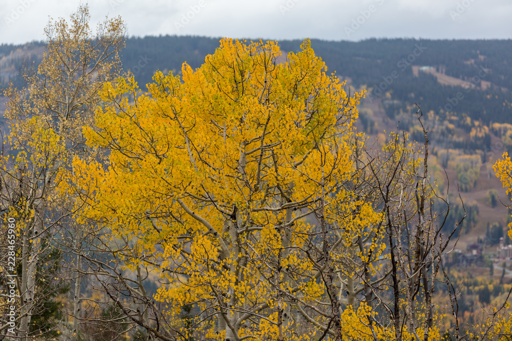Fototapeta premium Autumn landscape Colorado USA. Golden Aspen trees. 