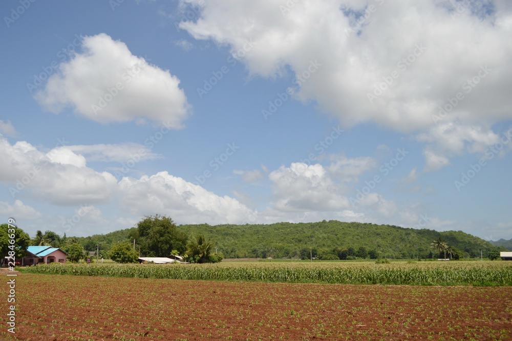 Corn field in Thailand