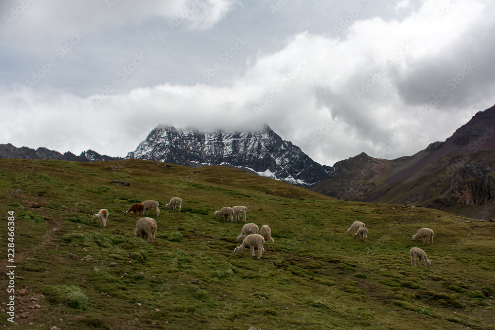 Lamas en paix