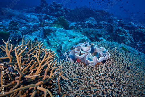 beautiful underwater with the coral reef at Losin diving spot south of Thailand photo