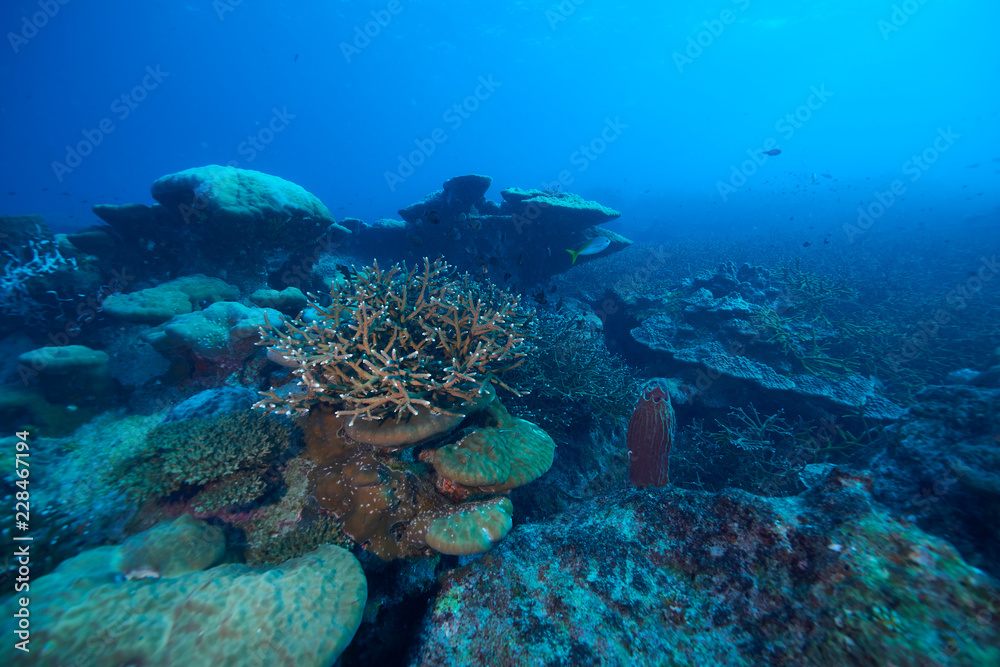 beautiful underwater with the coral reef at Losin diving spot south of Thailand