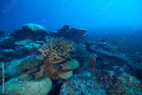 beautiful underwater with the coral reef at Losin diving spot south of Thailand