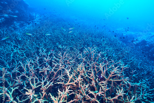 Fototapeta Naklejka Na Ścianę i Meble -  beautiful underwater with the coral reef at Losin diving spot south of Thailand