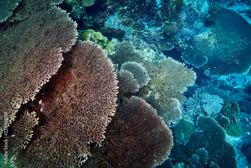 Fototapeta Naklejka Na Ścianę i Meble -  beautiful underwater with the coral reef at Losin diving spot south of Thailand