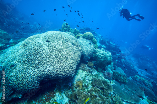 beautiful underwater with the coral reef at Losin diving spot south of Thailand