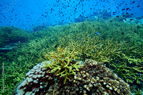 beautiful underwater with the coral reef at Losin diving spot south of Thailand photo