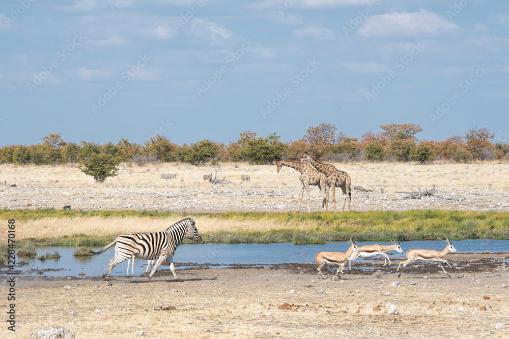 Fototapeta premium giafy, zebry i skoczka w Namibii