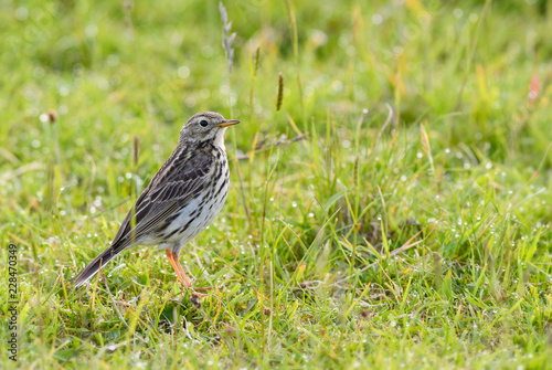 Meadow Pipit - Anthus pratensis, small brown perching bird from European meadows and grasslands, Shetlands, UK. © David