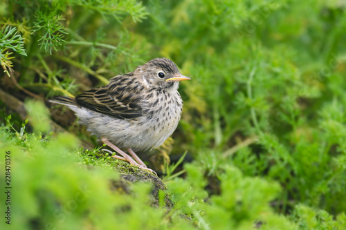 Meadow Pipit - Anthus pratensis, small brown perching bird from European meadows and grasslands, Shetlands, UK. © David