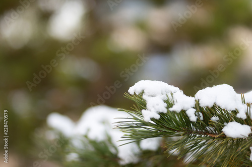 Snow on christmas trees close-up