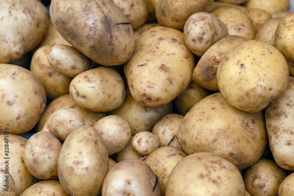 fresh crop of potato fresh crop of potato