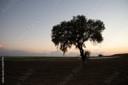 lonely tree in field