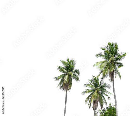 Coconut trees on isolated white background.