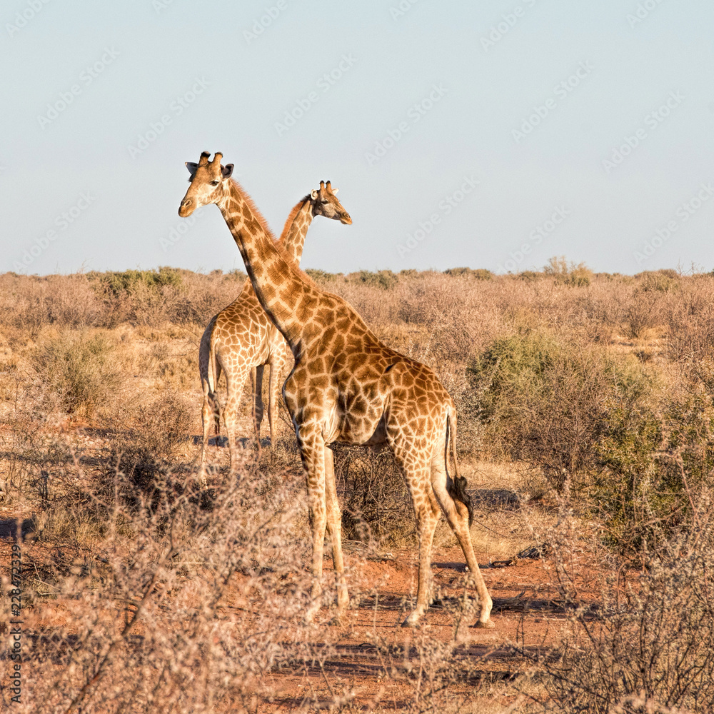 Fototapeta premium Giraffes in Namibia