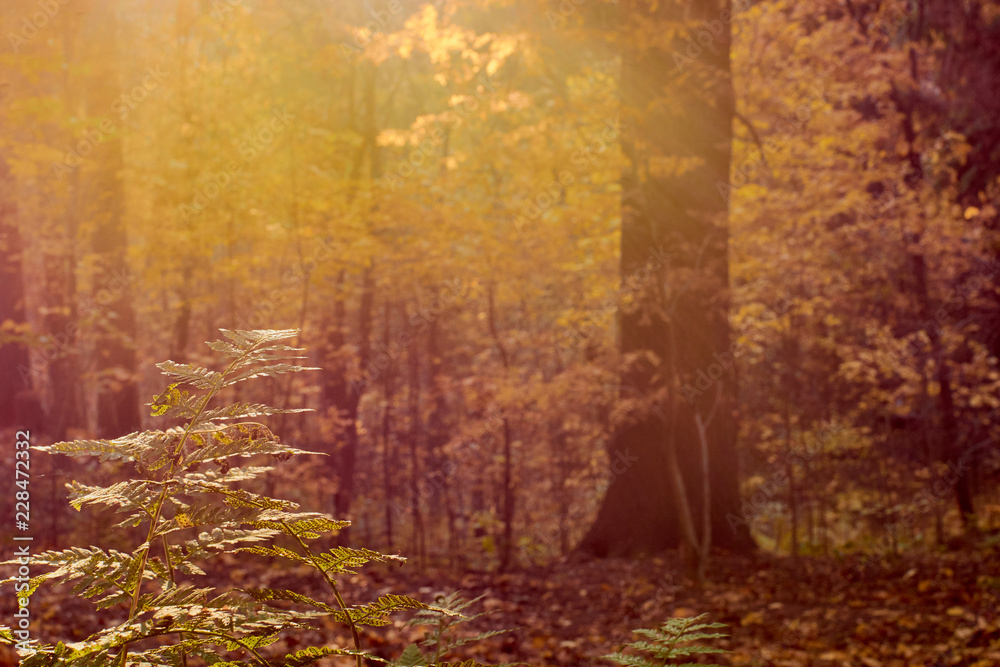 Fototapeta premium colorful autumn in the Park with sun rays