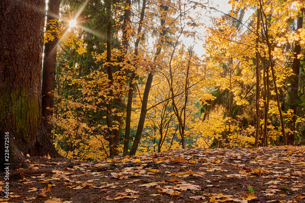Fototapeta premium colorful autumn in the Park with sun rays