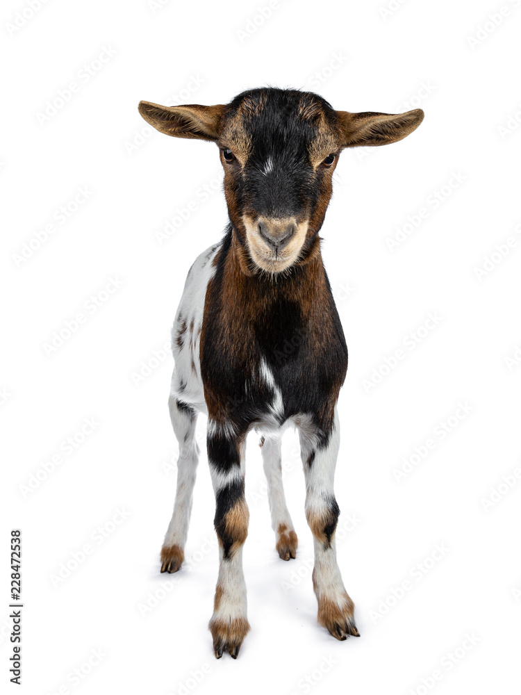 Fototapeta premium Funny white, brown and black spotted pygmy goat standing front view looking curious to camera, isolated on white background