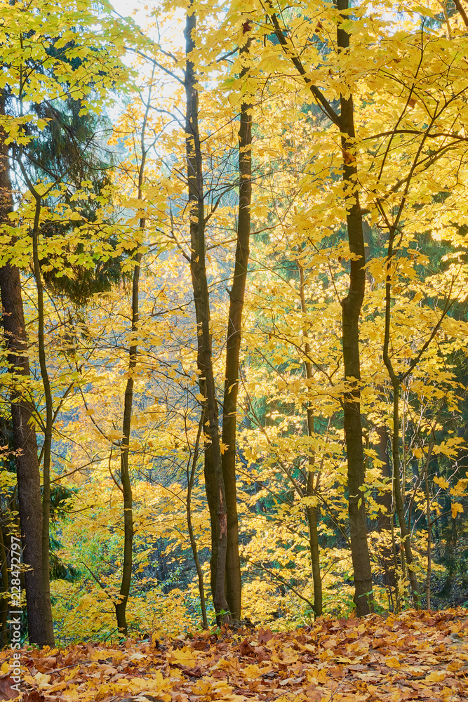 colorful autumn in the Park with sun rays