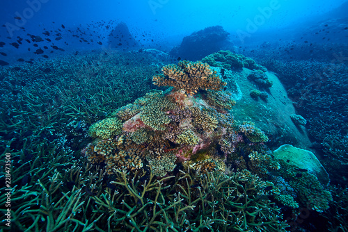 Fototapeta Naklejka Na Ścianę i Meble -  beautiful underwater with the coral reef at Losin diving spot south of Thailand