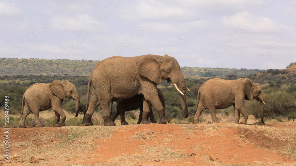 Naklejka premium African Elephants 