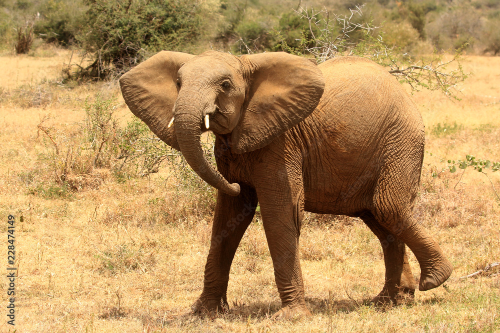 Fototapeta premium African Elephants