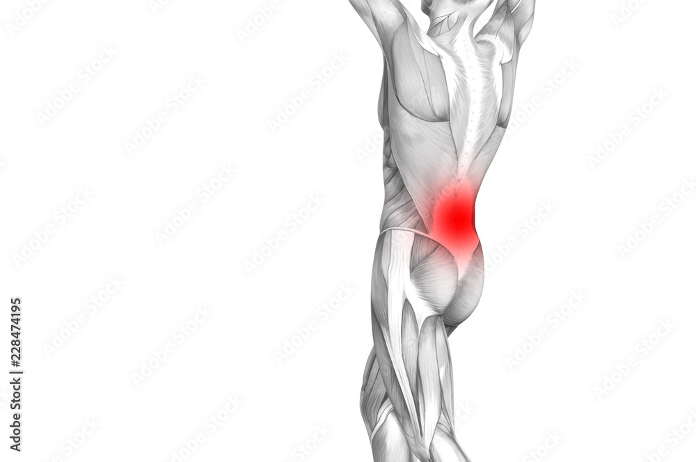 Conceptual back human anatomy with red hot spot inflammation articular joint pain or spine health care therapy or sport muscle concepts. 3D illustration man arthritis or bone sore osteoporosis disease Conceptual back human anatomy with red hot spot inflammation articular joint pain or spine health care therapy or sport muscle concepts. 3D illustration man arthritis or bone sore osteoporosis disease