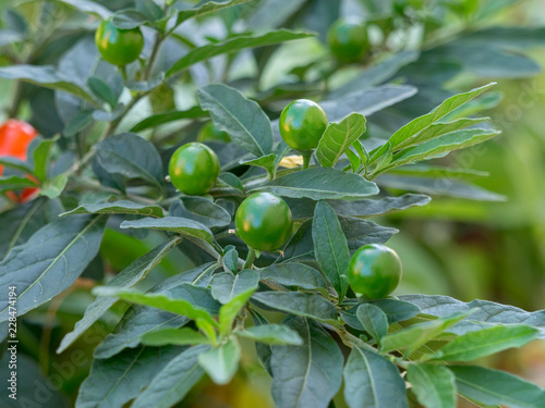 Feuilles glabres et oblongues aux marges sinueuses de solanum pseudocapsicum aux petites baies vertes. photo