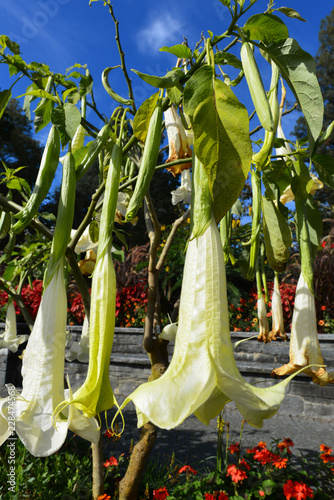 Engelstrompeten auf der Blumeninsel Mainau photo