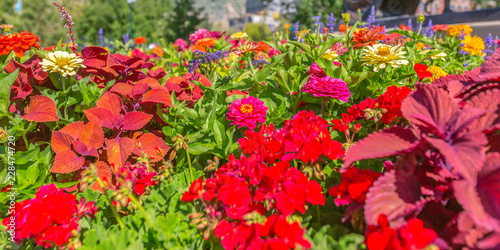 Vibrant colorful flowers under the bright sun