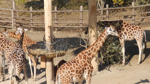 Photography giraffe