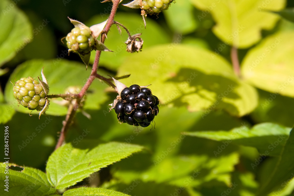 raspberries raspberries