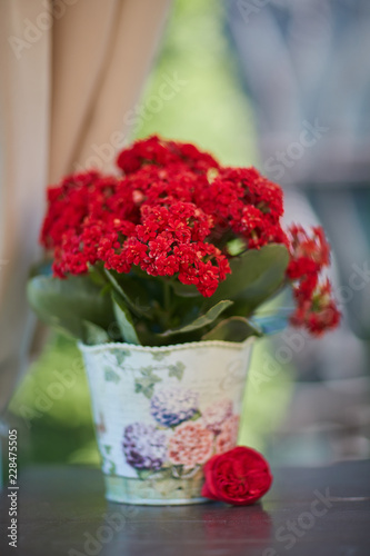 Fototapeta Naklejka Na Ścianę i Meble -  red flower in a flowerpot on the table 