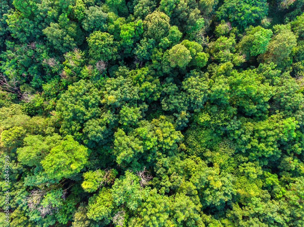 green tropical forest aerial above shot