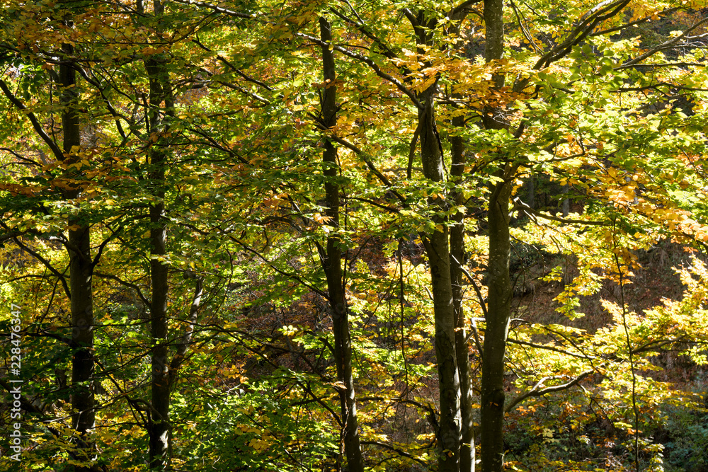 Obraz premium Forest in the fall