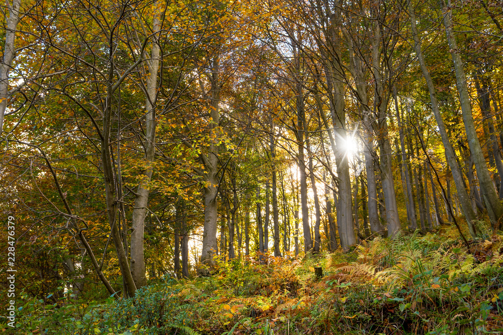 Obraz premium Forest in autumn with sunbeams behind the leaves