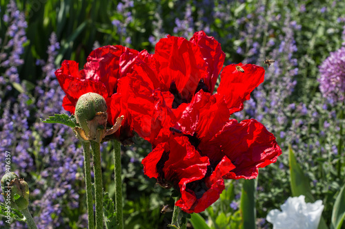 Fototapeta Naklejka Na Ścianę i Meble -  Blumenbeet mit rotem Mohn