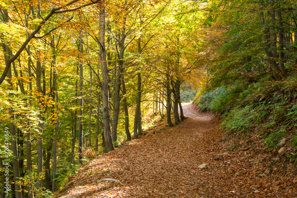 Obraz premium Road covered with leaves in the woods in autumn