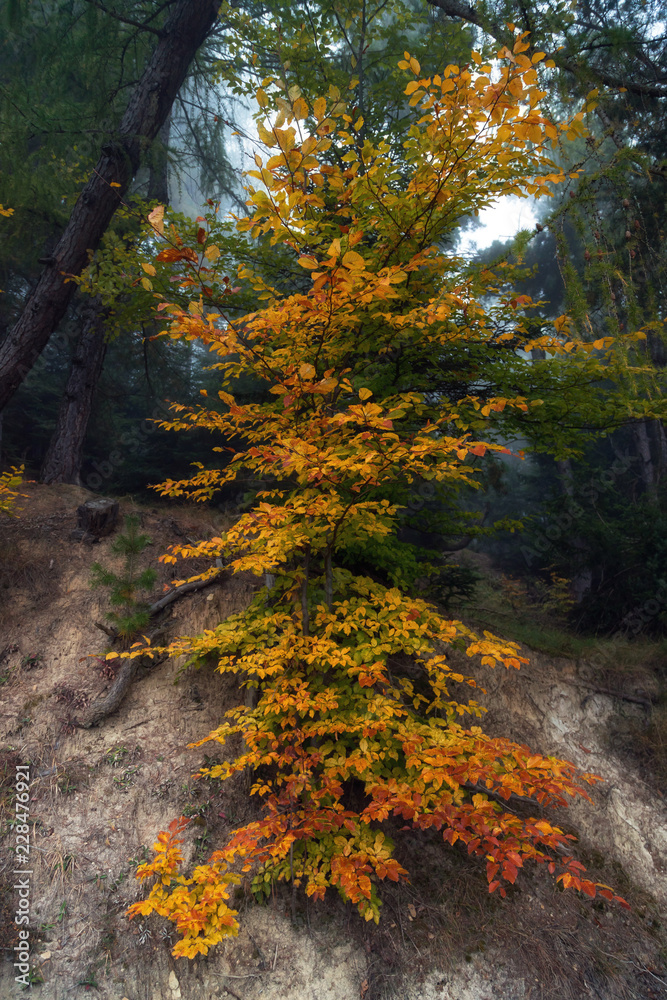 Autumn landscape of the beautiful forest, at sunrise