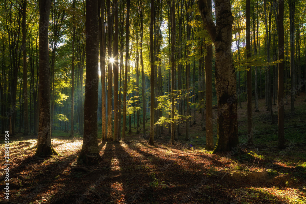 Fototapeta premium Autumn landscape of the beautiful forest, at sunrise