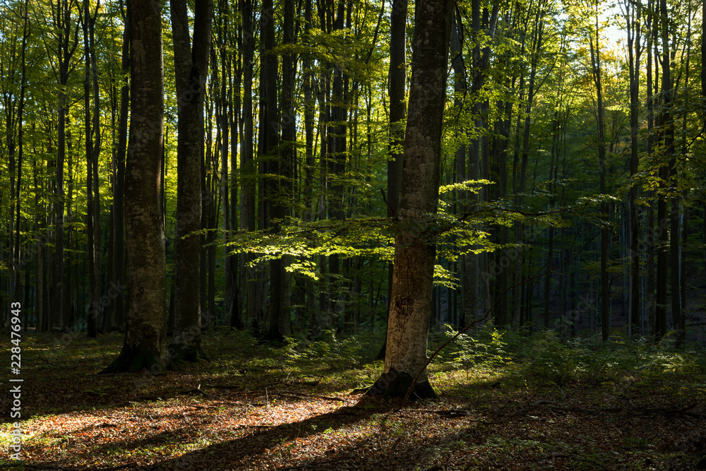 Fototapeta premium Autumn landscape of the beautiful forest, at sunrise