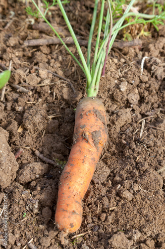 Potager bio - récolte de carottes